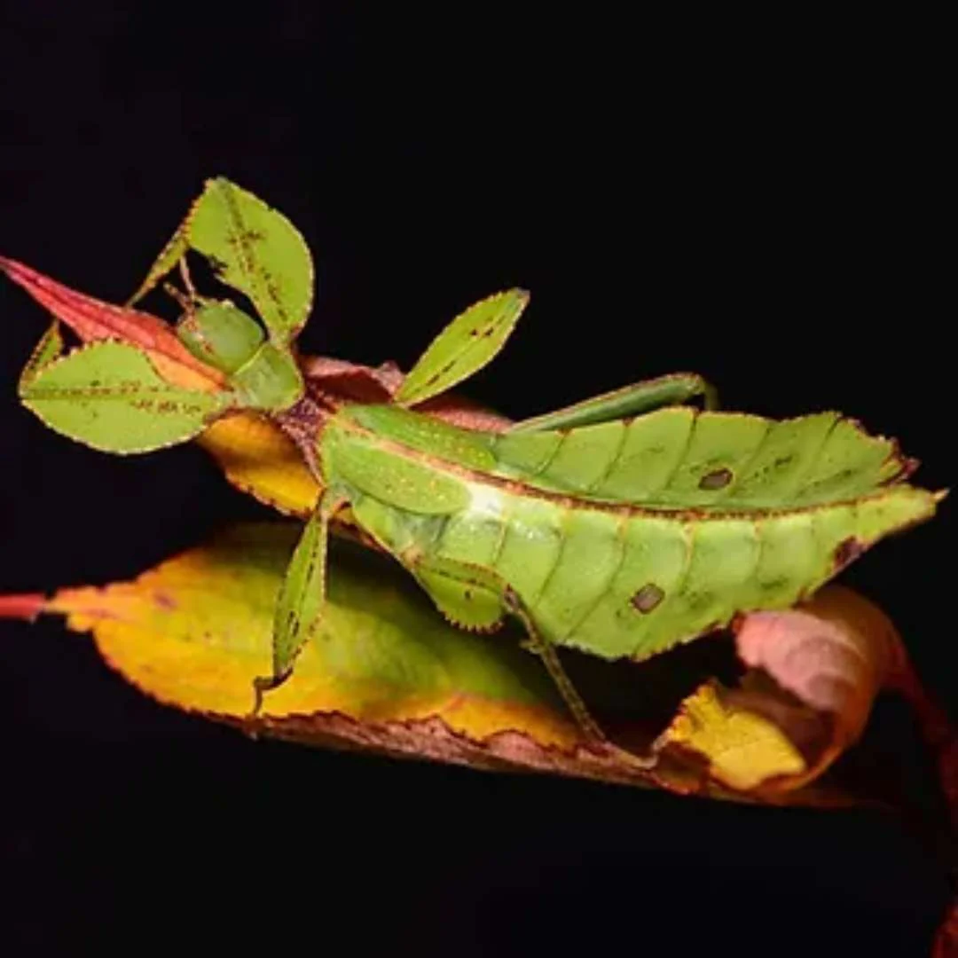 Miniature 1