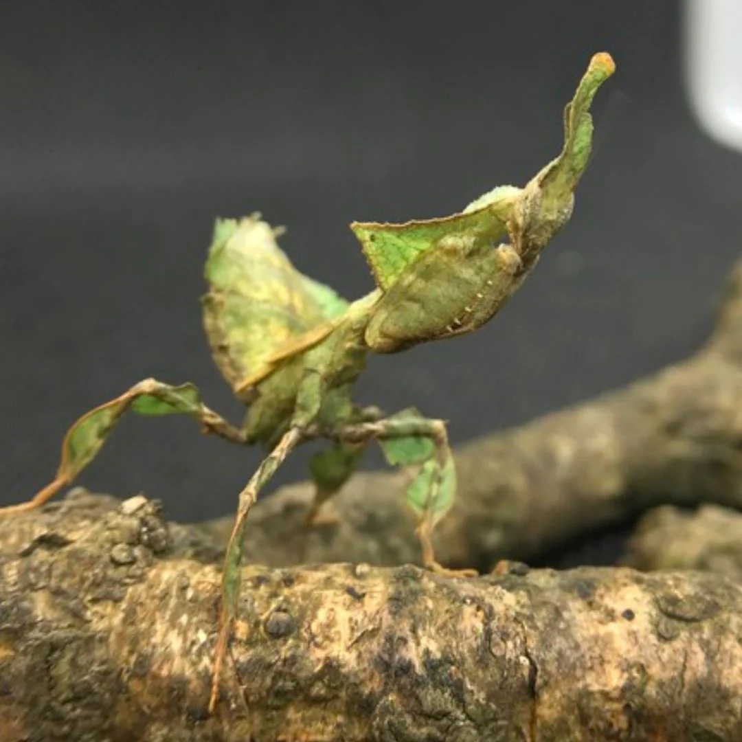 Mante Feuille - Phyllocrania Paradoxa