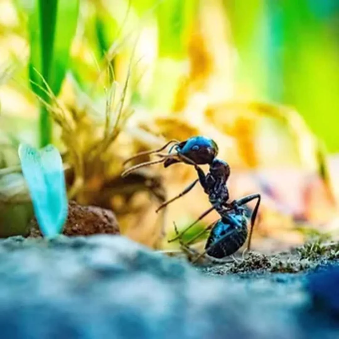 Messor barbarus