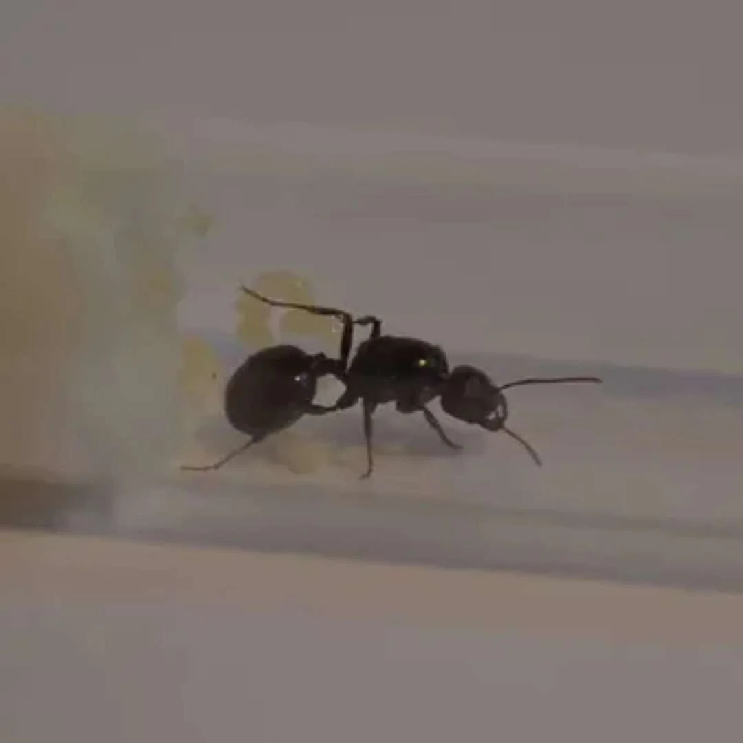 Messor barbarus - Image 2