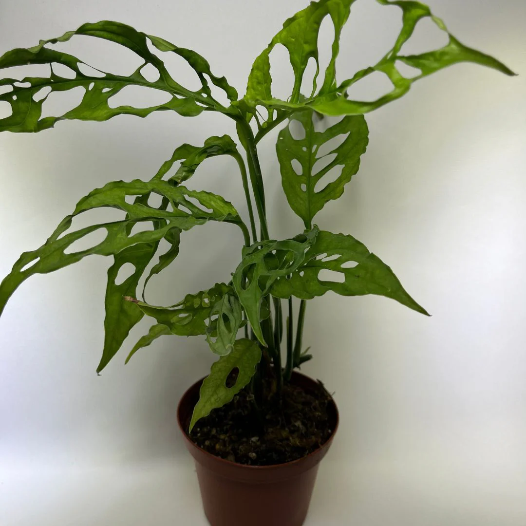Monstera obliqua Peru