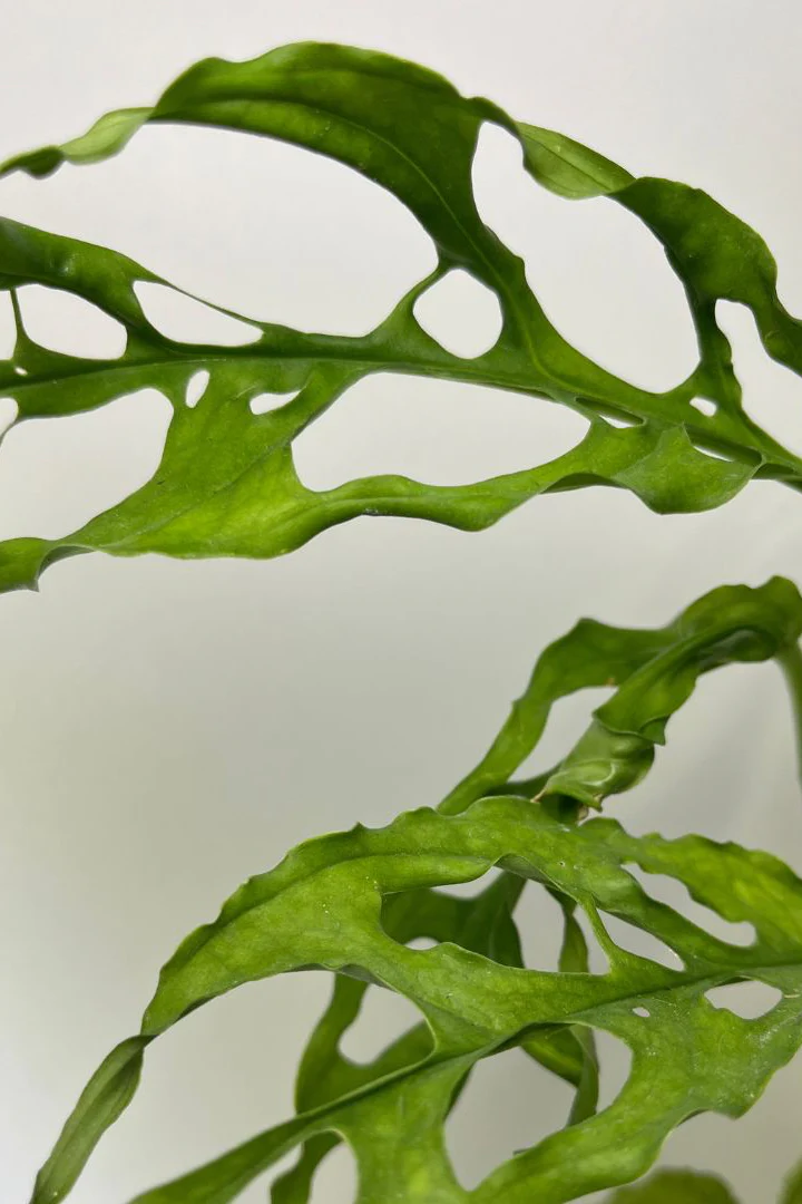 Monstera obliqua Peru - Image 2
