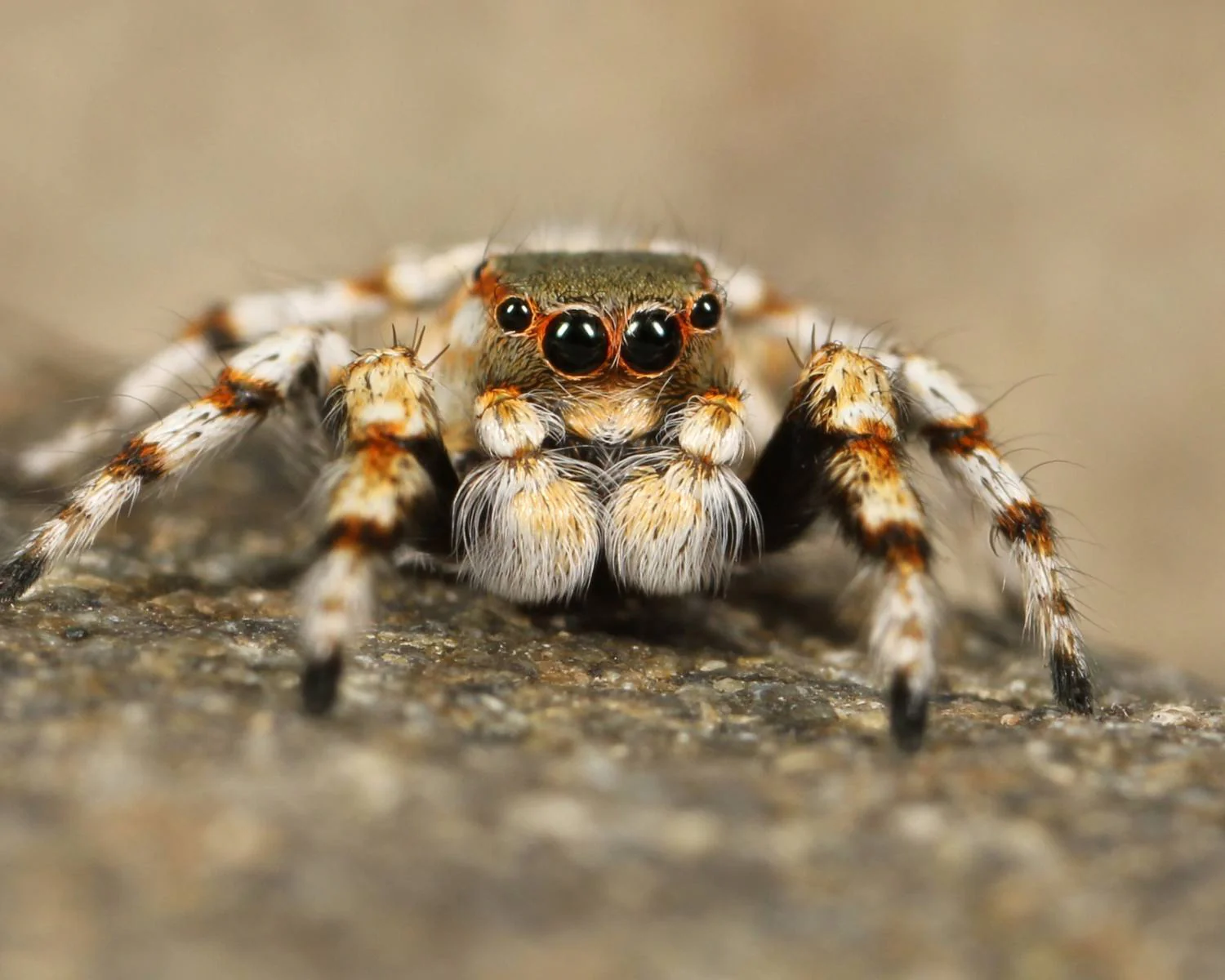 Phidippus Regius Everglade