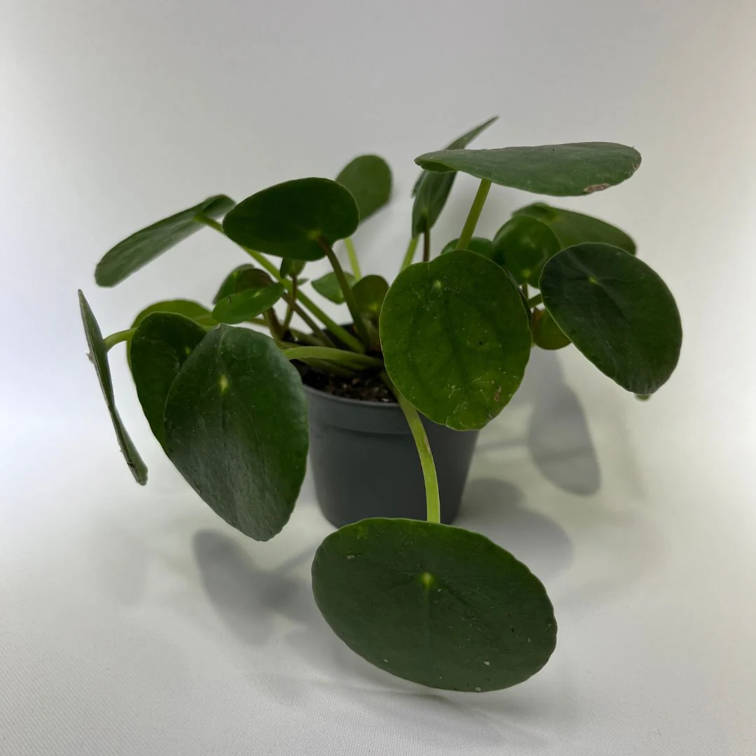 Pilea peperomioides