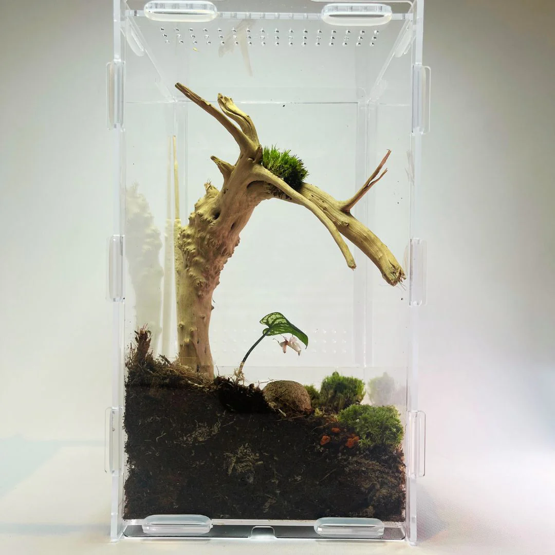 Terrarium - Petit Format - Image 2