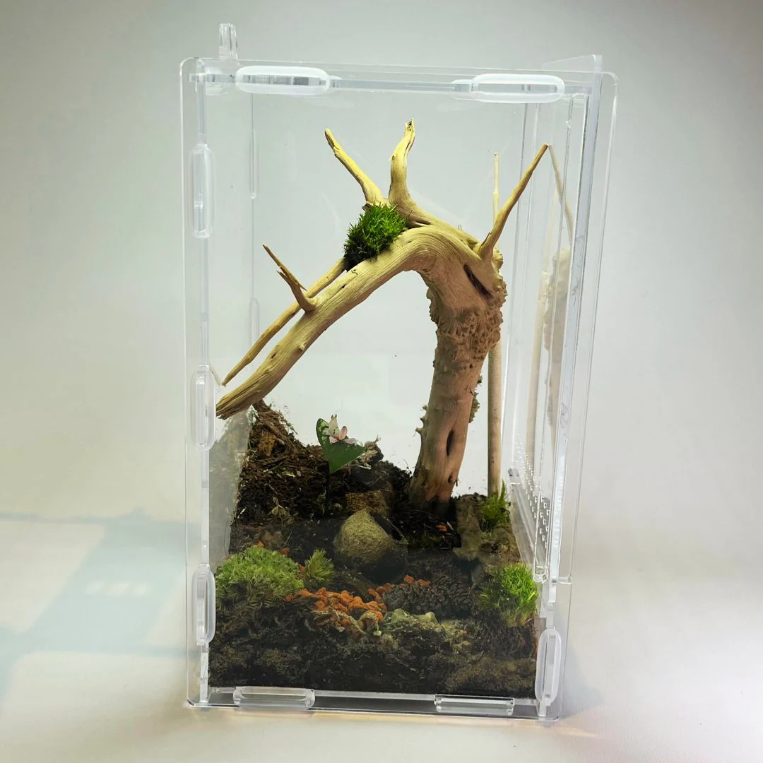 Terrarium - Petit Format - Image 3