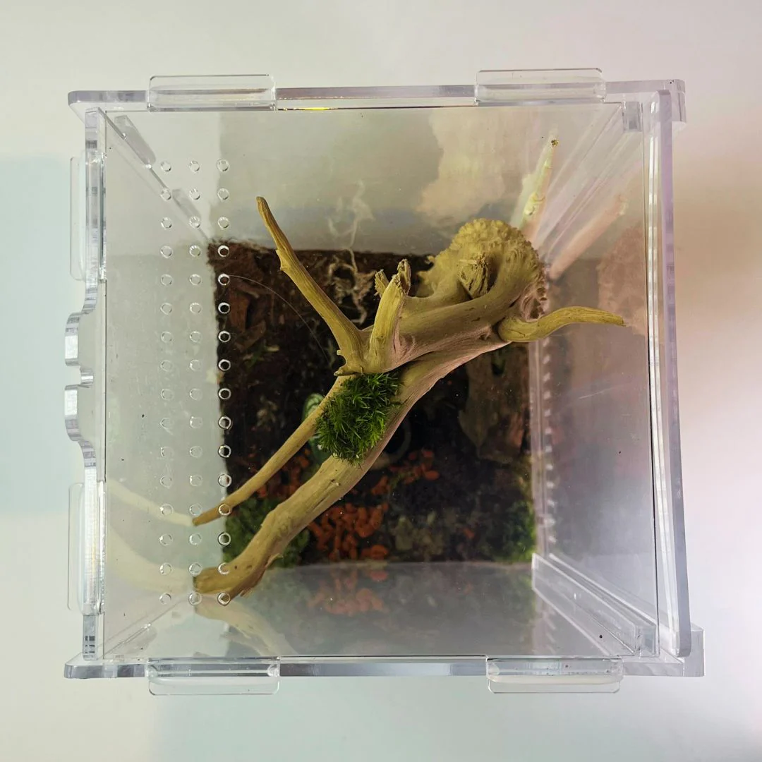 Terrarium - Petit Format - Image 4