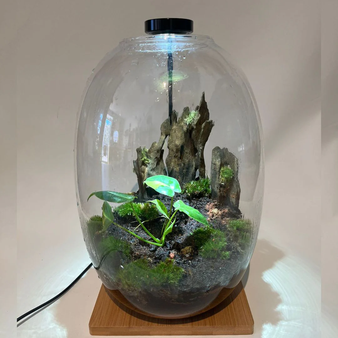 Terrarium Bioactif 2