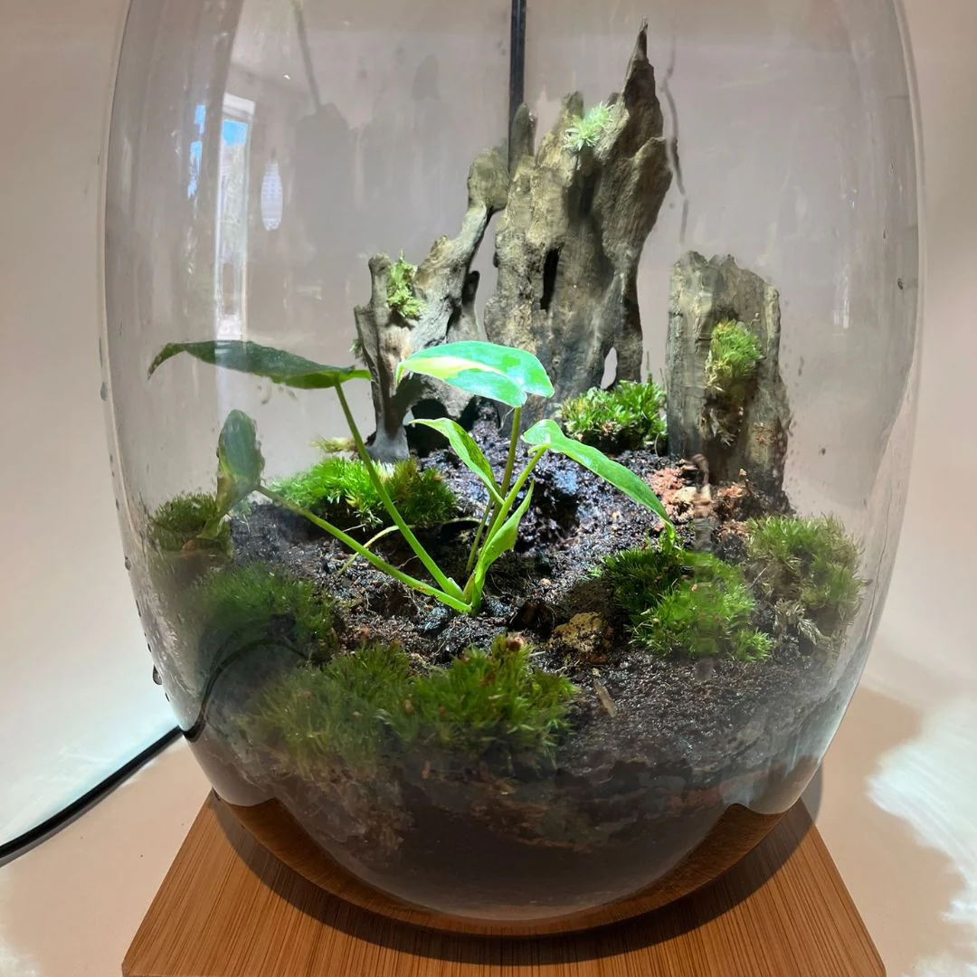 Terrarium Bioactif 2 - Image 2