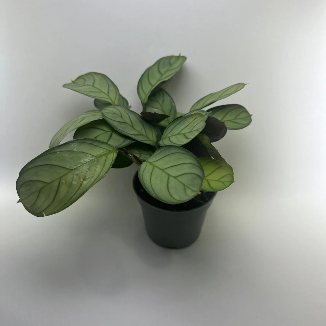 Terrarium Bioactif - Image 4
