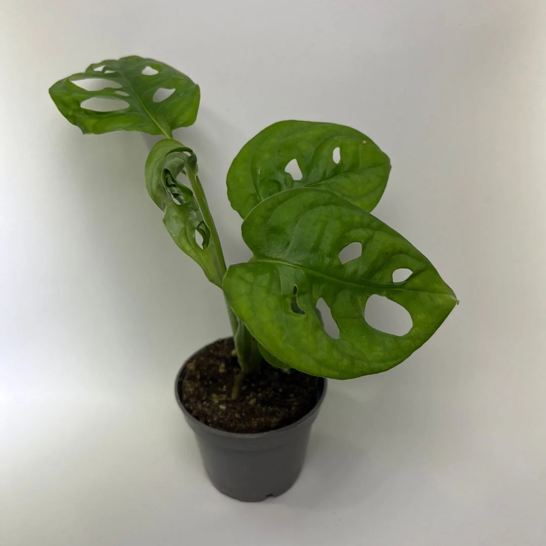 Terrarium Bioactif - Image 5