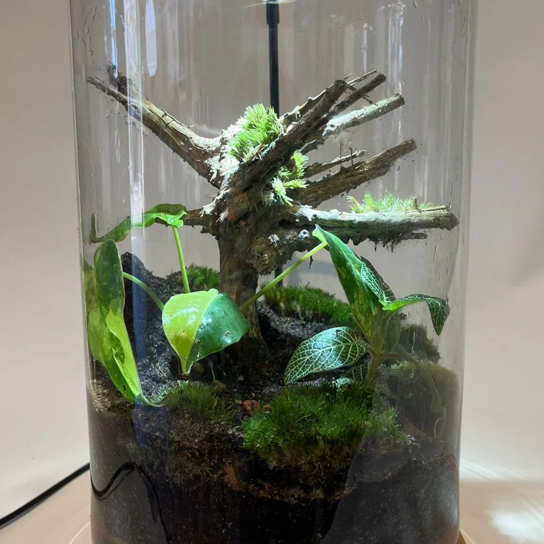 Terrarium Bioactif - Image 2